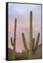 Saguaro Forest Saguaro National Park, Arizona, USA-Jamie & Judy Wild-Framed Stretched Canvas