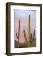 Saguaro Forest Saguaro National Park, Arizona, USA-Jamie & Judy Wild-Framed Photographic Print