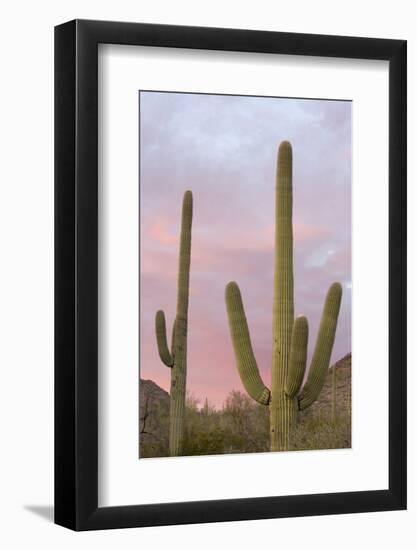 Saguaro Forest Saguaro National Park, Arizona, USA-Jamie & Judy Wild-Framed Photographic Print