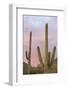 Saguaro Forest Saguaro National Park, Arizona, USA-Jamie & Judy Wild-Framed Photographic Print