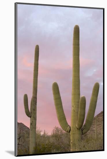 Saguaro Forest Saguaro National Park, Arizona, USA-Jamie & Judy Wild-Mounted Photographic Print