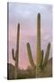 Saguaro Forest Saguaro National Park, Arizona, USA-Jamie & Judy Wild-Stretched Canvas