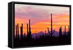 Saguaro Forest, Sonoran Desert, Saguaro National Park, Arizona, USA-null-Framed Stretched Canvas