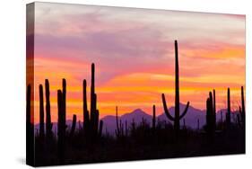 Saguaro Forest, Sonoran Desert, Saguaro National Park, Arizona, USA-null-Stretched Canvas