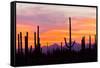 Saguaro Forest, Sonoran Desert, Saguaro National Park, Arizona, USA-null-Framed Stretched Canvas