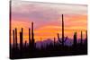 Saguaro Forest, Sonoran Desert, Saguaro National Park, Arizona, USA-null-Stretched Canvas