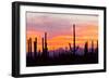 Saguaro Forest, Sonoran Desert, Saguaro National Park, Arizona, USA-null-Framed Photographic Print