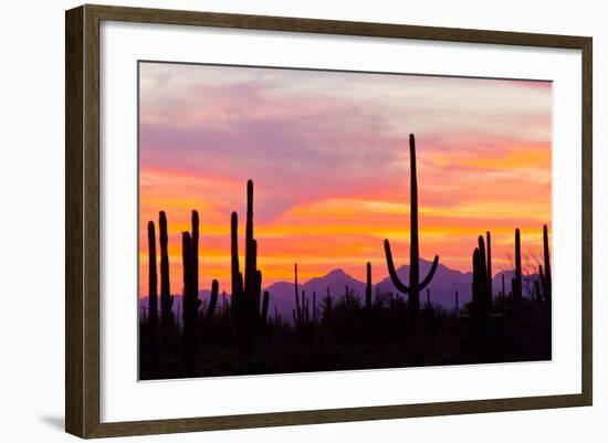 Saguaro Forest, Sonoran Desert, Saguaro National Park, Arizona, USA-null-Framed Photographic Print