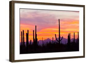 Saguaro Forest, Sonoran Desert, Saguaro National Park, Arizona, USA-null-Framed Photographic Print