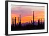 Saguaro Forest, Sonoran Desert, Saguaro National Park, Arizona, USA-null-Framed Photographic Print