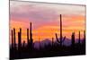 Saguaro Forest, Sonoran Desert, Saguaro National Park, Arizona, USA-null-Mounted Photographic Print