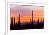 Saguaro Forest, Sonoran Desert, Saguaro National Park, Arizona, USA-null-Framed Photographic Print