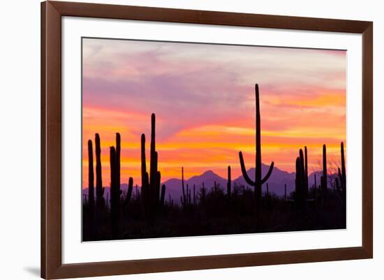 Saguaro Forest, Sonoran Desert, Saguaro National Park, Arizona, USA-null-Framed Photographic Print