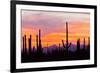 Saguaro Forest, Sonoran Desert, Saguaro National Park, Arizona, USA-null-Framed Photographic Print