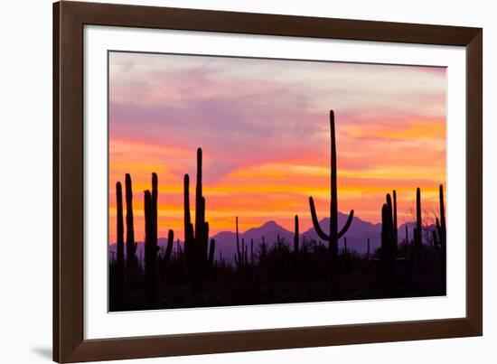 Saguaro Forest, Sonoran Desert, Saguaro National Park, Arizona, USA-null-Framed Photographic Print