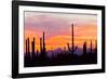 Saguaro Forest, Sonoran Desert, Saguaro National Park, Arizona, USA-null-Framed Photographic Print