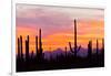 Saguaro Forest, Sonoran Desert, Saguaro National Park, Arizona, USA-null-Framed Photographic Print