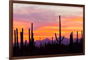 Saguaro Forest, Sonoran Desert, Saguaro National Park, Arizona, USA-null-Framed Photographic Print