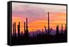 Saguaro Forest, Sonoran Desert, Saguaro National Park, Arizona, USA-null-Framed Stretched Canvas