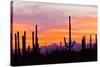 Saguaro Forest, Sonoran Desert, Saguaro National Park, Arizona, USA-null-Stretched Canvas