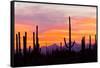 Saguaro Forest, Sonoran Desert, Saguaro National Park, Arizona, USA-null-Framed Stretched Canvas