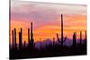 Saguaro Forest, Sonoran Desert, Saguaro National Park, Arizona, USA-null-Stretched Canvas