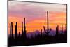Saguaro Forest, Sonoran Desert, Saguaro National Park, Arizona, USA-null-Mounted Premium Photographic Print