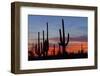 Saguaro Forest, Sonoran Desert, Saguaro National Park, Arizona, USA-null-Framed Photographic Print