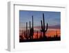 Saguaro Forest, Sonoran Desert, Saguaro National Park, Arizona, USA-null-Framed Photographic Print