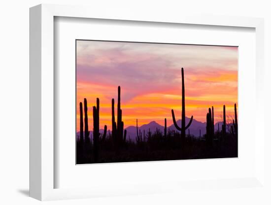 Saguaro Forest, Sonoran Desert, Saguaro National Park, Arizona, USA-null-Framed Photographic Print