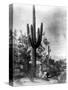 Saguaro Fruit Gatherers-Edward S Curtis-Stretched Canvas