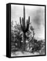 Saguaro Fruit Gatherers-Edward S Curtis-Framed Stretched Canvas