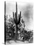 Saguaro Fruit Gatherers-Edward S Curtis-Stretched Canvas