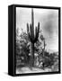 Saguaro Fruit Gatherers-Edward S Curtis-Framed Stretched Canvas