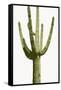 Saguaro I-Mia Jensen-Framed Stretched Canvas