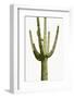 Saguaro I-Mia Jensen-Framed Photo