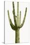 Saguaro I-Mia Jensen-Stretched Canvas