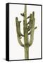 Saguaro II-Mia Jensen-Framed Stretched Canvas