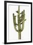 Saguaro II-Mia Jensen-Framed Photo