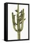 Saguaro II-Mia Jensen-Framed Stretched Canvas