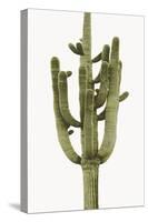 Saguaro II-Mia Jensen-Stretched Canvas