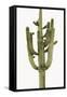 Saguaro II-Mia Jensen-Framed Stretched Canvas