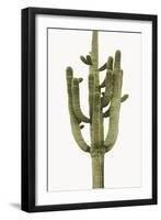 Saguaro II-Mia Jensen-Framed Photo