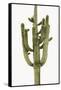 Saguaro II-Mia Jensen-Framed Stretched Canvas