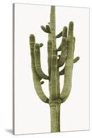 Saguaro II-Mia Jensen-Stretched Canvas