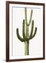 Saguaro III-Mia Jensen-Framed Photo