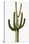 Saguaro III-Mia Jensen-Stretched Canvas