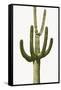 Saguaro III-Mia Jensen-Framed Stretched Canvas