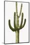 Saguaro III-Mia Jensen-Mounted Photo