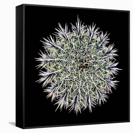 Saguaro Mandala I-Douglas Taylor-Framed Stretched Canvas